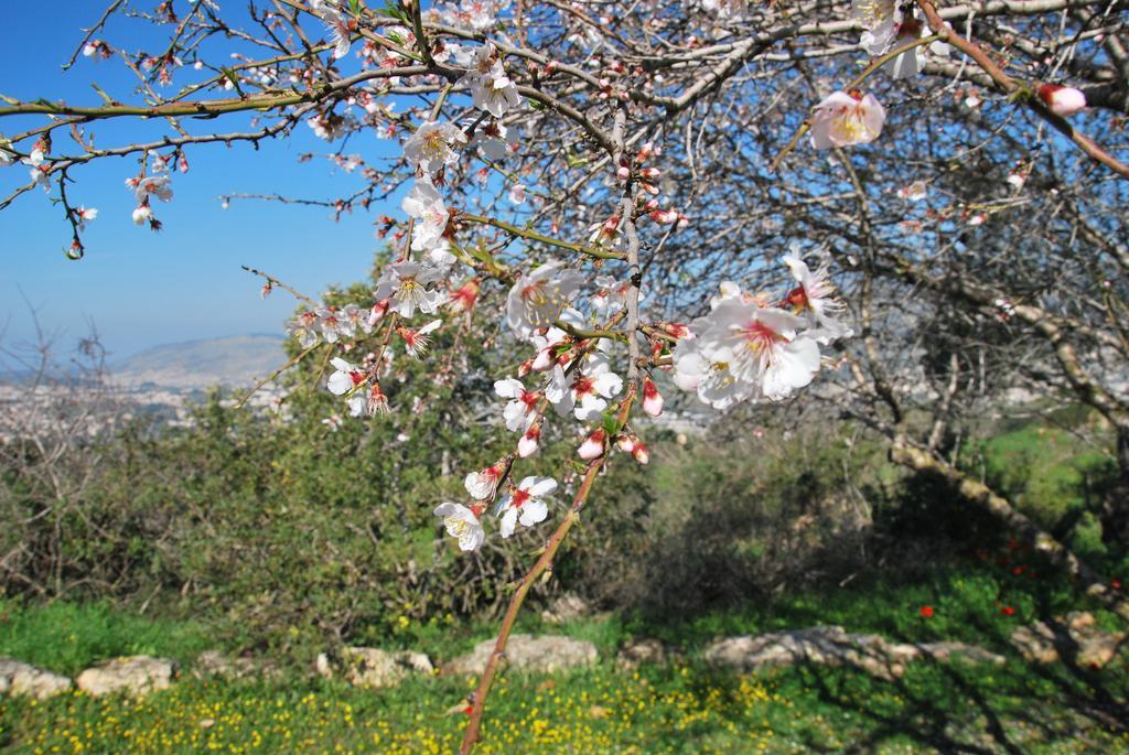 Back To Nature Camping & Huts Ξενοδοχείο Mikhmannim Εξωτερικό φωτογραφία